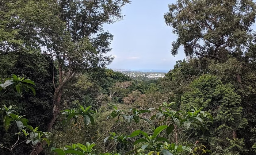 Private Tour to Hike in the Masingini Forest from The Mora Zanzibar - Image 4